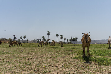 grazing goats and palm trees at Vishal khadi, Rajpipla