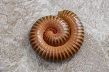 Giant millipede