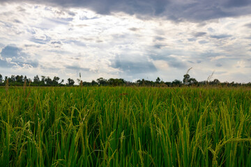 The paddy fields are having yellow seeds growing