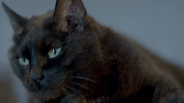 Black mysterious cat in dark room with thunder light laying, walking and looking at camera .  Shot on RED EPIC DRAGON Cinema Camera in slow motion .