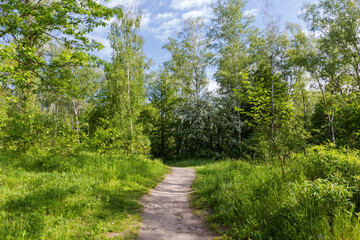 Fototapeta na wymiar Footpath in the spring deciduous forest