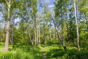 Obraz premium Footpath in the spring birch forest