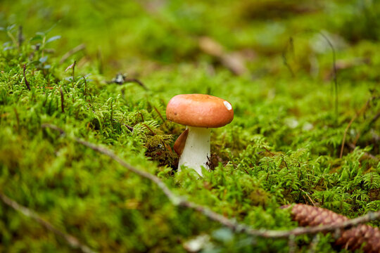 nature, environment and picking season concept - russule mushroom growing in autumn forest
