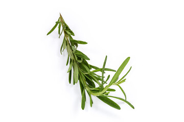 Fresh rosemary twig on a white background, close-up