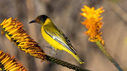 juvenile black-headed oriole on an aloe flower