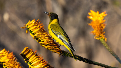 juvenile black-headed oriole on an aloe flower