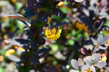 Blooming barberry bush. Macro. High quality photo