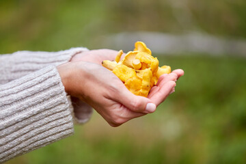picking season, nature and forest concept - close up of young woman holding chanterelle mushrooms in hands © Syda Productions