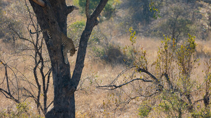 a beautiful Leopard climbing down a tree