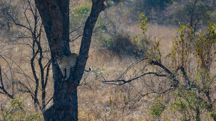 Fototapeta na wymiar a beautiful Leopard in a tree