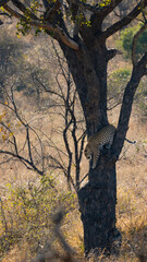 Naklejka na ściany i meble a beautiful Leopard climbing down a tree
