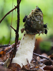 Gemeine Stinkmorchel (Phallus impudicus) mit Fliegen