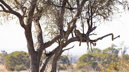 Fototapeta na wymiar a beautiful big Leopard in a tree