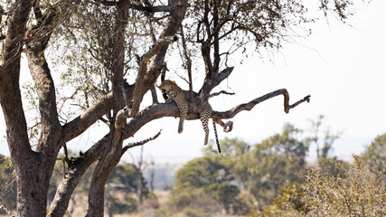 a beautiful big Leopard in a tree