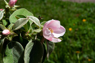 Blooming tree - quince. In the background, the blue sky. High quality photo