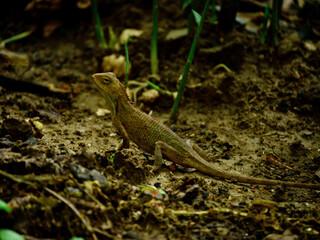 Asian chameleon going on soil field, Creature wildlife presentation for commercial use.