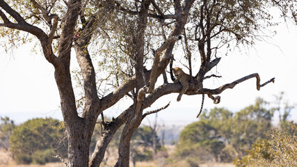 Fototapeta na wymiar a beautiful big Leopard in a tree