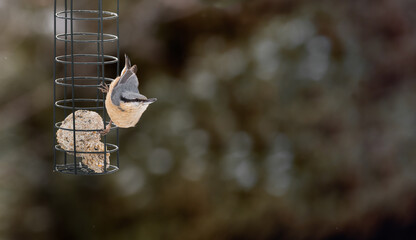 Eurasian nuthatch Europaea bird, Sitta, on top of feeder with blurred background