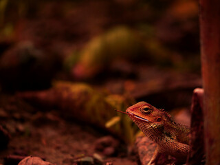 chameleon holding wood stick on mouth like smokers funny posture of wildlife animal creature.