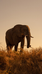Fototapeta na wymiar African bull elephant in the wild