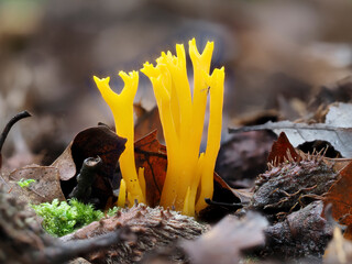 Klebrige Hörnling (Calocera viscosa)