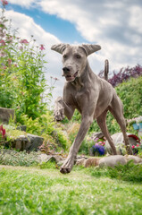 Short-haired Weimaraner male dog running and jumping happily and powerfully through a flowery garden, Germany