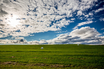 Fresh green meadow under impressive blue sky with scattered puffy white clouds. Wallpaper. Wrapped cocked hay stacks. Iceland