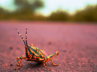 Asian Grasshopper presented on concrete field blur natural background, wildlife insect lifestyle concept image.