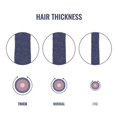 Hair thickness types classification set. Fine, normal, thick strand width. Anatomical structure linear scheme. Outline vector illustration. - obrazy, fototapety, plakaty