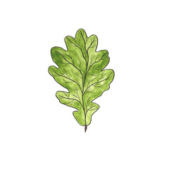 Green oak leaf isolated on white background. Watercolor illustration. Plants.
