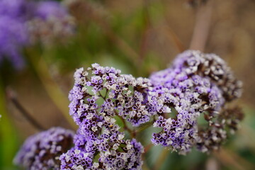 Purple flowers 