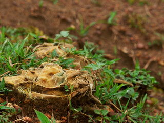 Dirty cloths lying on soil field, Nature pollution concept presented.