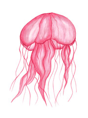 Pink jellyfish with watercolor texture isolated on white background. Hand drawn illustration. Sea world. For the design of flyers, cards.