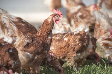 
farm chickens in hen house and loose in the field