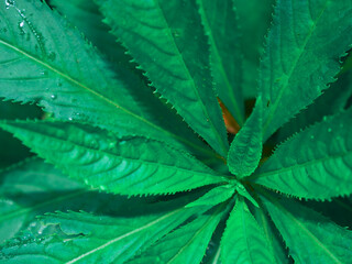 Designer green leaves image, nature commercial background presenting on full frame shot. - Powered by Adobe
