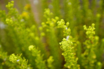 close up of a flower