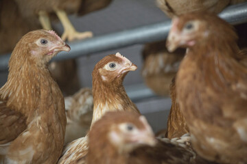 
farm chickens in hen house and loose in the field