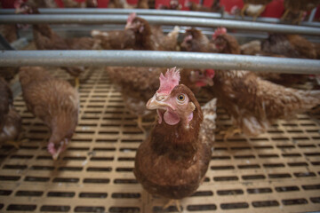 
farm chickens in hen house and loose in the field