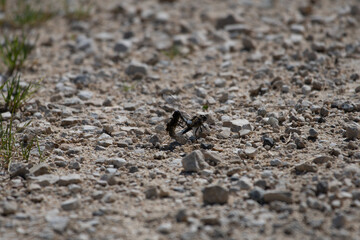 L'accouplement des libellules 3