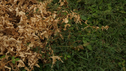 Grass
