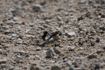 L'accouplement des libellules 2