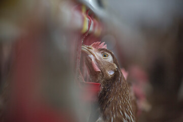 
farm chickens in hen house and loose in the field
