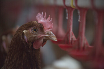 
farm chickens in hen house and loose in the field