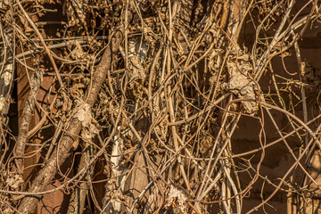Background of small dry branches of plants close-up, photo for 3D design