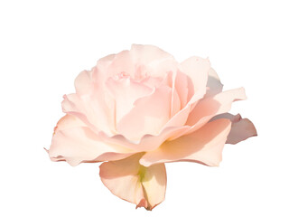 Gentle pink rose isolated on white background.