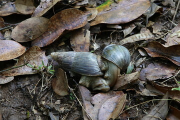 Two snails together love on earth