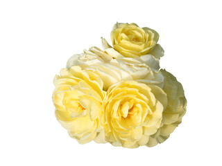 Pale yellow rose, double layer petals, isolated on white background.