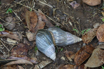 Two snails together love on earth in natural habitat