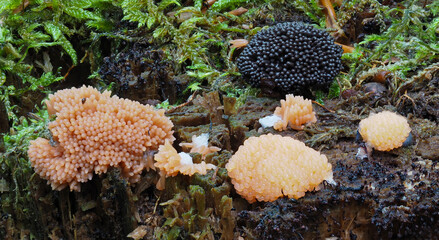 Fischeierpilz (Tubifera ferruginosa)