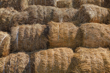 Haystack, a bale of hay group. Agriculture farm and farming symbol of harvest time with dry grass (hay), hay pile of dried grass hay straw.